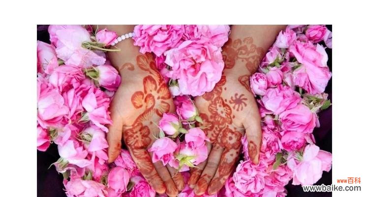 上帝折断玫瑰花的寓意是什么?