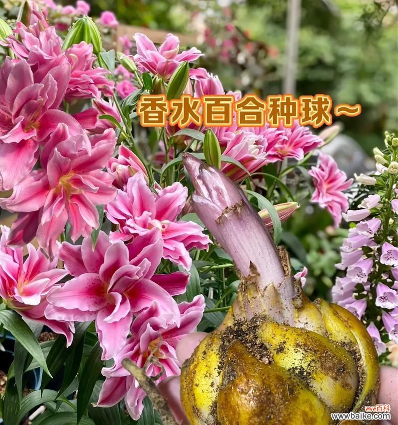 为什么有人会觉得百合花的气味难闻？