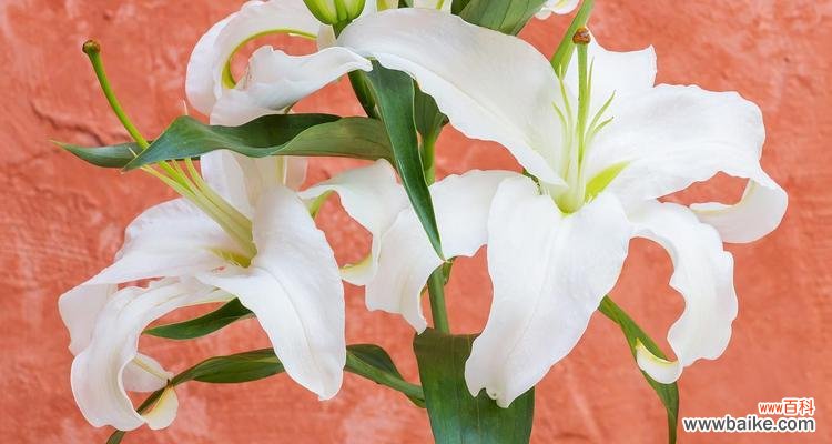 为什么有人会觉得百合花的气味难闻？