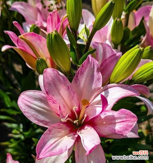 为什么有人会觉得百合花的气味难闻？