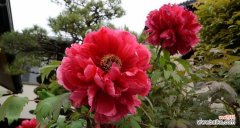 探寻芍药花的文化内涵与象征意义 芍药花的寓意与象征意义