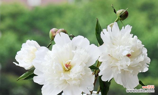 探寻芍药花的文化内涵与象征意义 芍药花的寓意与象征意义