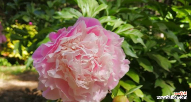 探寻芍药花的文化内涵与象征意义 芍药花的寓意与象征意义