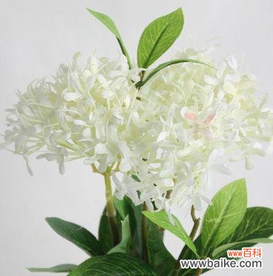 寄托心愿的花语 思念之花