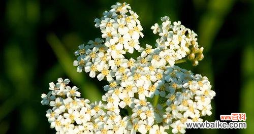 探寻花朵中蕴含的友谊之情 友谊之花