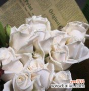 探寻白玫瑰背后的情感与象征 白玫瑰的美丽含义