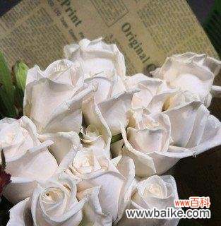 探寻白玫瑰背后的情感与象征 白玫瑰的美丽含义