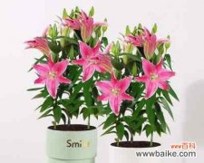 美丽的百合花 百合花的象征意义及送百合花的寓意