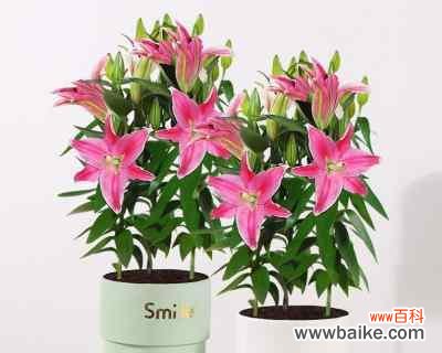 美丽的百合花 百合花的象征意义及送百合花的寓意