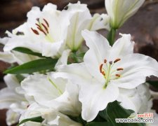 用百合花传达的情感与价值观 百合花的寓意与象征意义