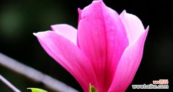 花开富贵 玉兰的寓意与象征