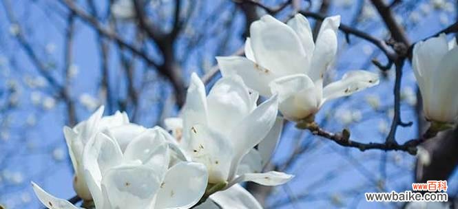 玉兰花花语解读及其象征意义 玉兰花——坚强与优雅的象征