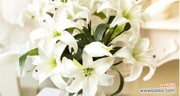 医院送百合花有何特殊含义?