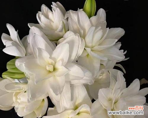 医院送百合花有何特殊含义?