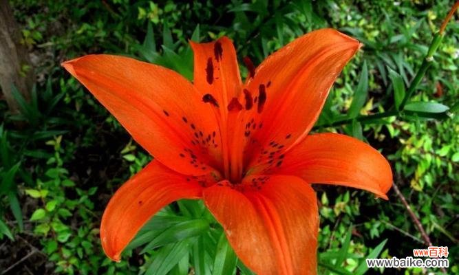 特效百合香符有何特殊含义？它通常用于什么场合？