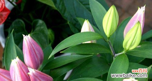 特效百合香符有何特殊含义？它通常用于什么场合？