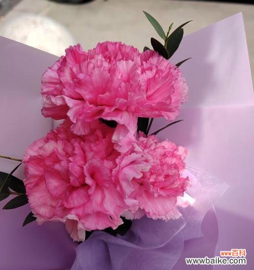 粉色康乃馨象征着什么？