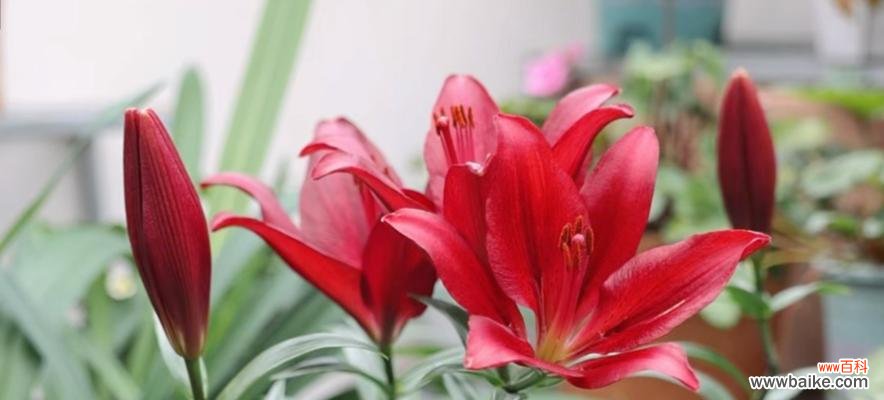 萌百合的含义是什么?它在花语中代表什么?