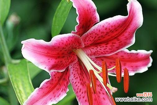 日语葵香百合代表什么含义?如何正确理解其意思?