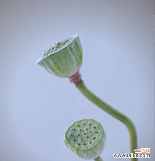 莲蓬荷花桃花的寓意是什么？这些植物各自代表什么？