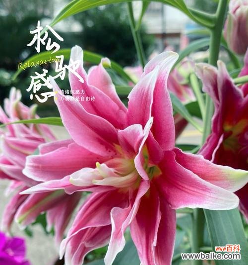 粉色百合花语有哪些?它象征着什么?