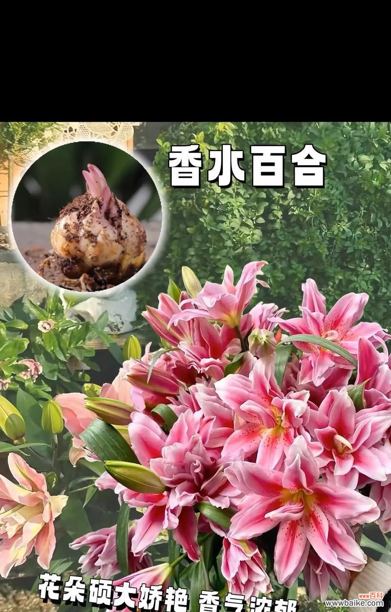 粉色百合花语有哪些?它象征着什么?