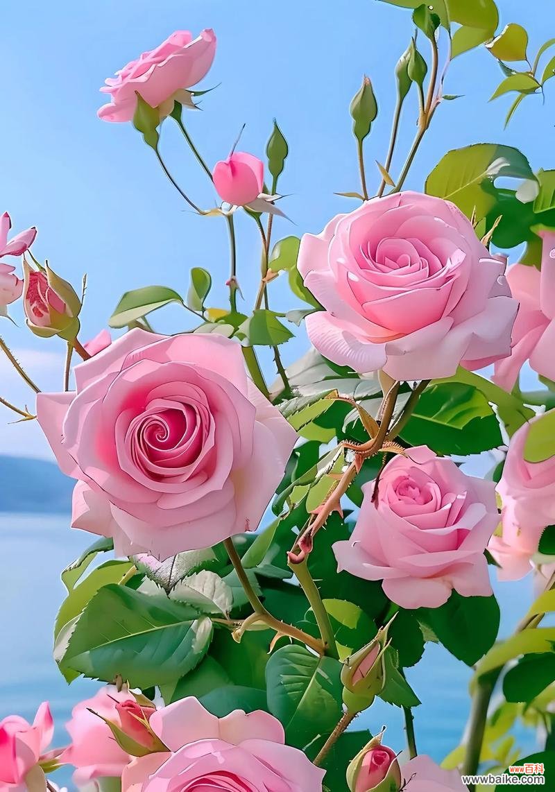 生命中玫瑰花代表什么意思?玫瑰花在情感中扮演什么角色?