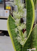 虎皮兰象征着什么？虎皮兰的寓意有哪些？