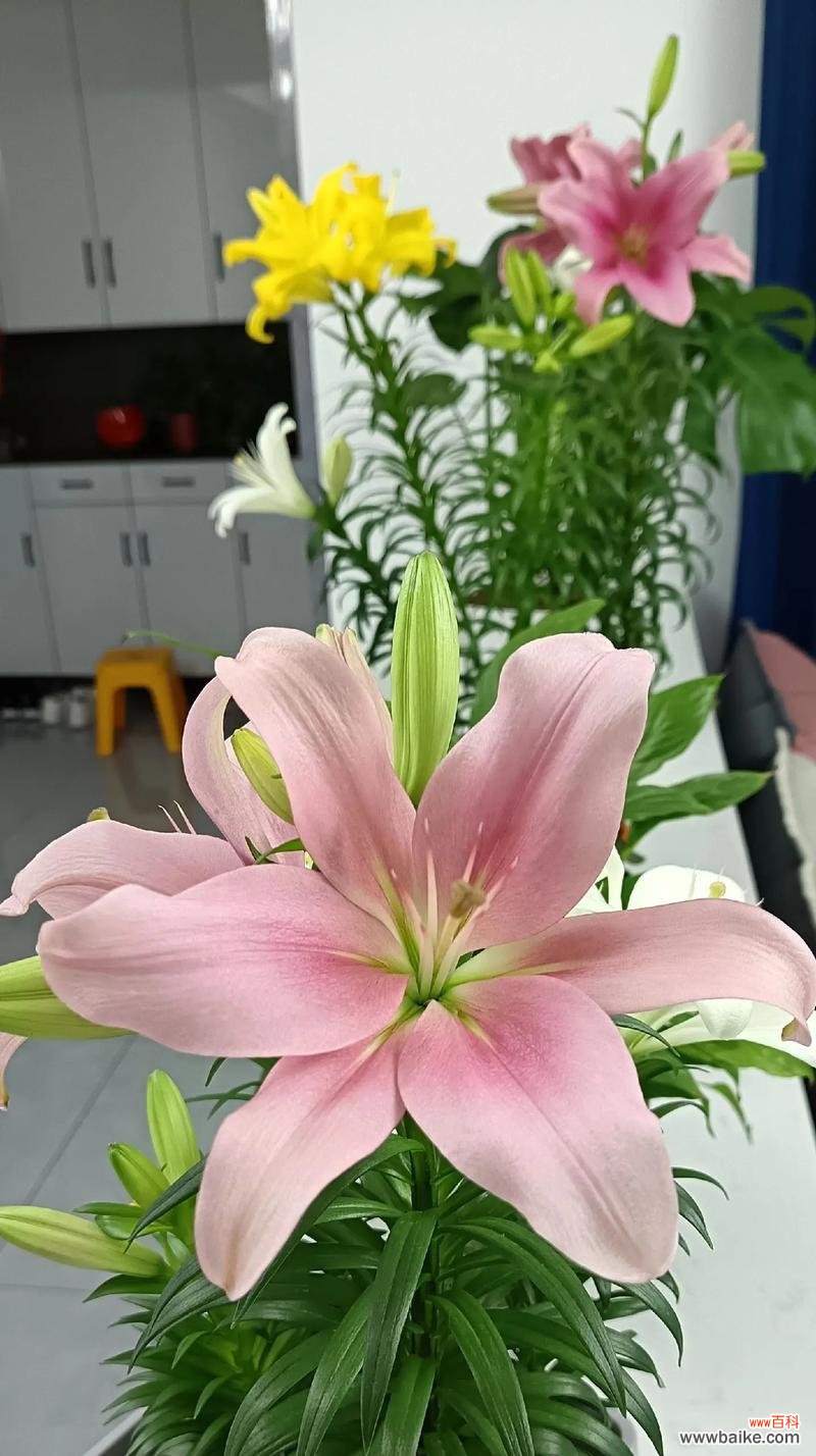 钩花玫瑰的寓意是什么?它在花语中代表着什么?