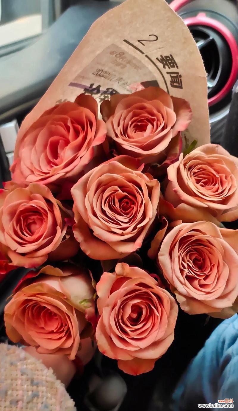 钩花玫瑰的寓意是什么?它在花语中代表着什么?