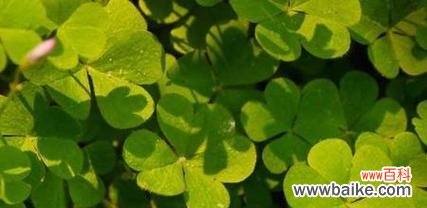 揭示四叶草中隐藏的爱情密码,感受幸福的来临 四叶草的爱情寓意