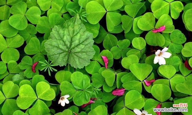 揭示四叶草中隐藏的爱情密码,感受幸福的来临 四叶草的爱情寓意