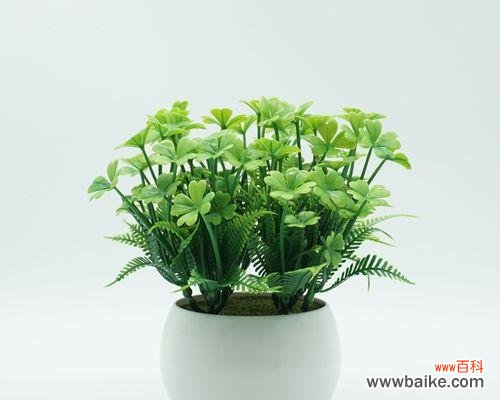 揭示四叶草中隐藏的爱情密码,感受幸福的来临 四叶草的爱情寓意