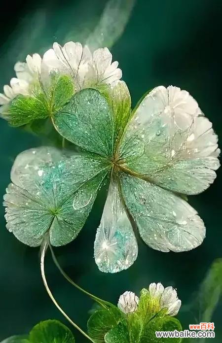 四叶草的吉祥符号与爱情的启示 四叶草的爱情花语