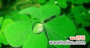 解读四叶草的神秘力量,揭秘其传说与花语 四叶草的花语与传说