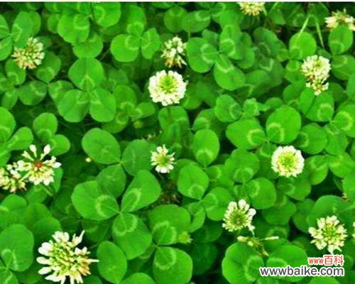 揭秘四叶草的吉祥神奇与幸运传说 四叶草的寓意与象征