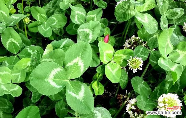 解读四叶草的象征意义与传说 四叶草的神秘与吉祥