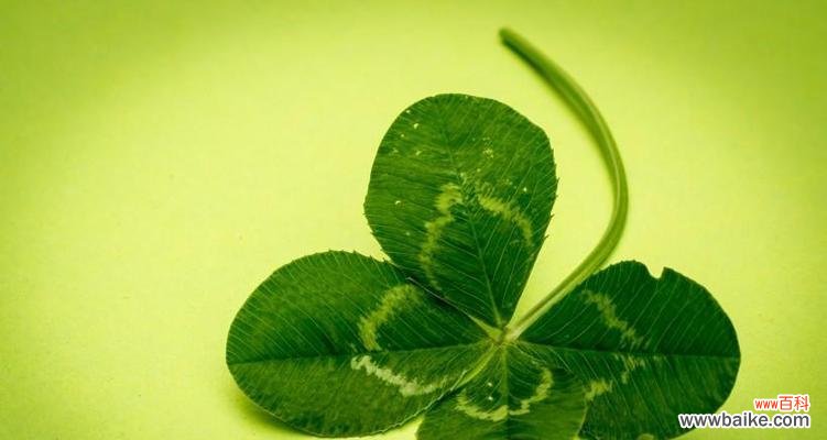解读四叶草的象征意义与传说 四叶草的神秘与吉祥