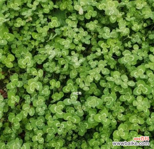 探寻四叶草的寓意和花语，祝福与希望的象征 四叶草的神奇与幸运