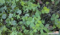 探寻幸运之源的奇妙传说 四叶草的花语与传说