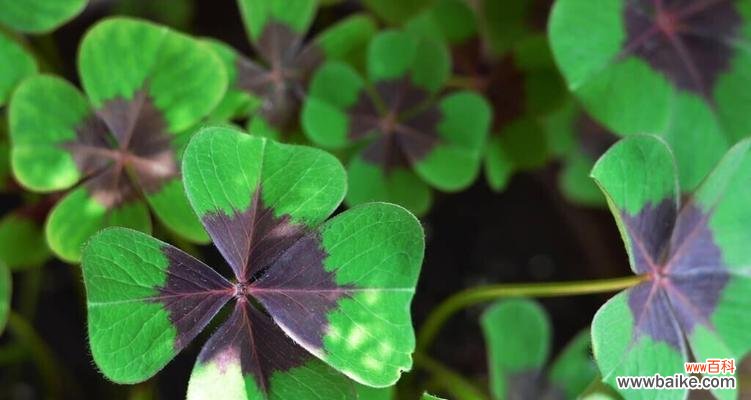 探寻四叶草的吉祥之谜 四叶草的寓意与象征意义