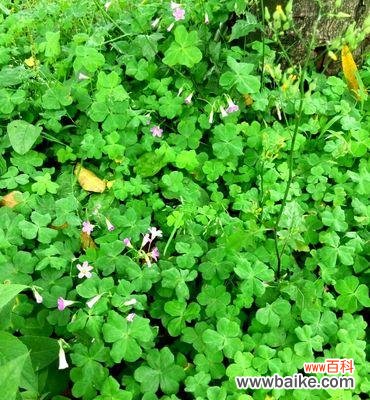 探索幸运与希望的奇妙之源 四叶草的寓意与象征