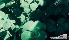 揭示四叶草的神奇力量，让幸福永不远离 四叶草的寓意与象征——幸运与希望