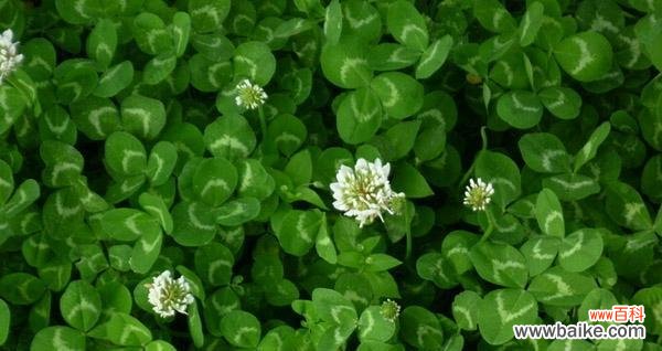揭开四叶草花语的神秘面纱,寓意幸福和好运的秘密 四叶草花语的秘密