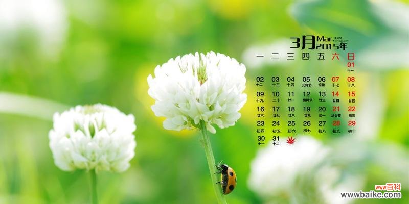 寻找四叶草的秘密和象征意义 四叶草