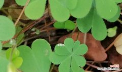 探寻四叶草的幸运与希望之源 四叶草的寓意与意义
