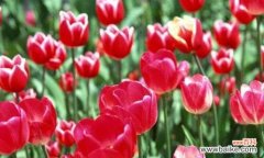 揭示郁金香传达的情感和意象 郁金香的花语与寓意