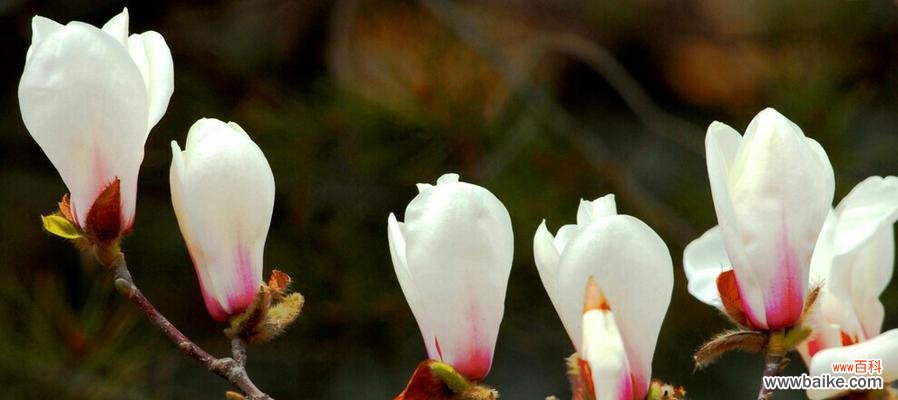 探寻玉树花语的奥秘 玉树花语之美