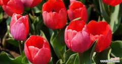 郁金香的花语与文化意义 郁金香，花开寓意芬芳