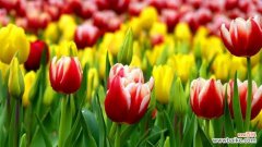 探寻郁金香的花语与寓意 郁金香